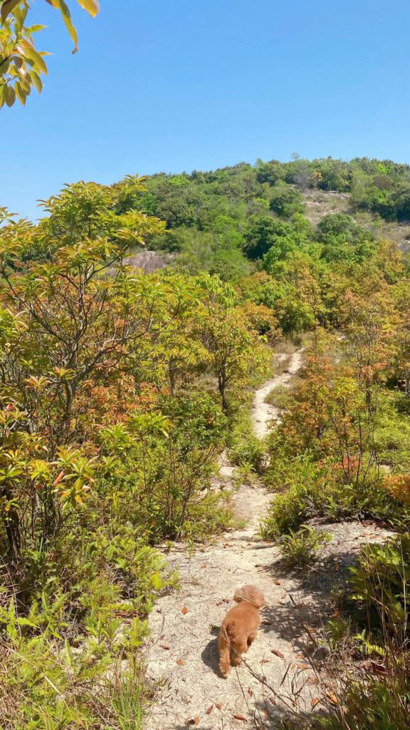 社群活动 | 2022年4月群友踏青，马峦山野径一日游，此处风光独好