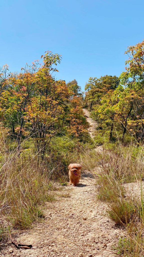 社群活动 | 2022年4月群友踏青，马峦山野径一日游，此处风光独好