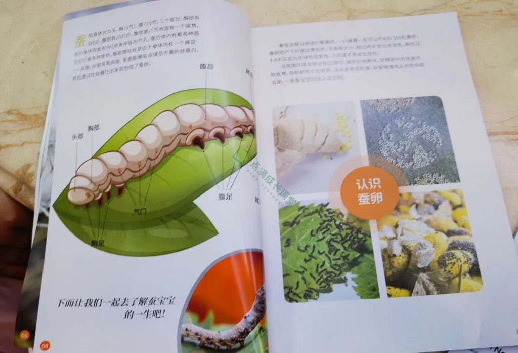 春天没养过蚕的孩子童年是不完整的