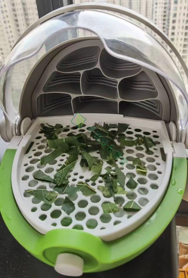 春天没养过蚕的孩子童年是不完整的