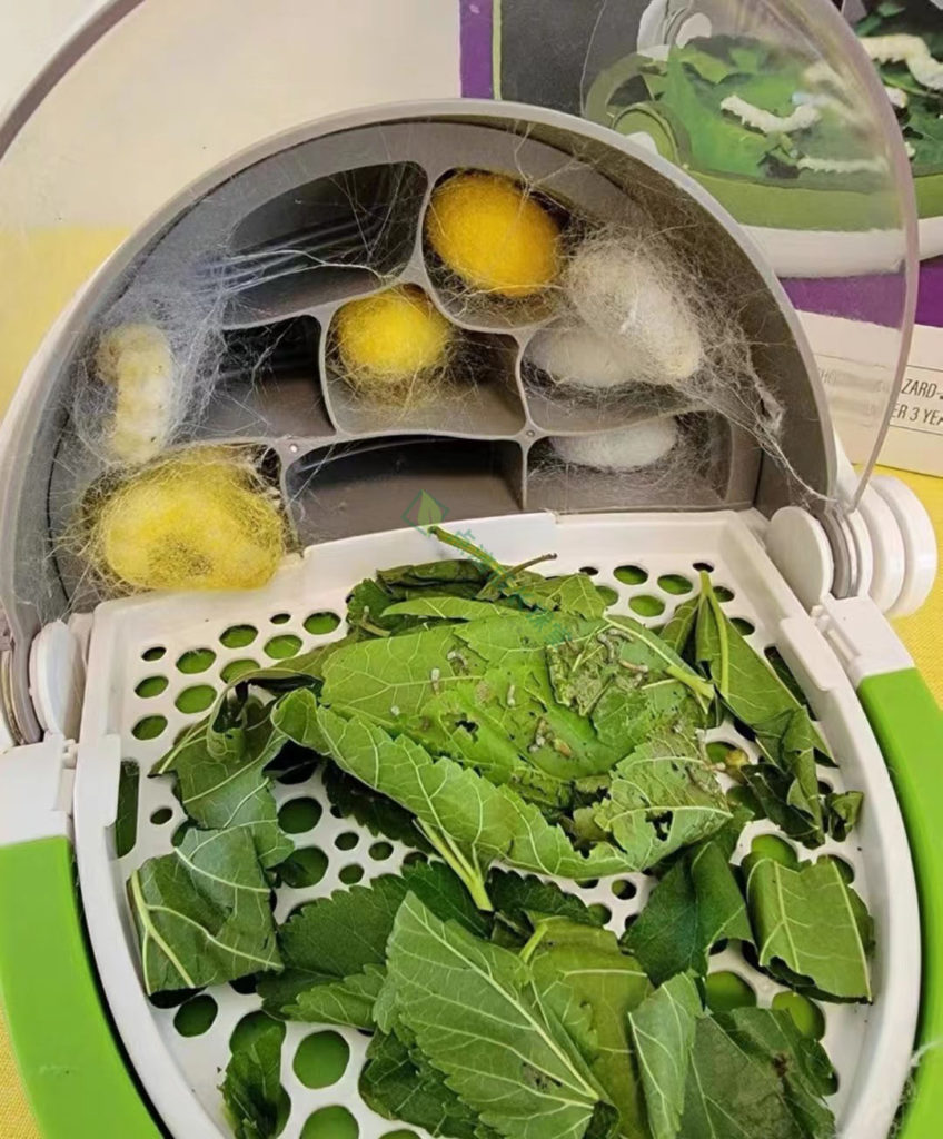 春天没养过蚕的孩子童年是不完整的