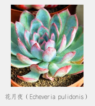 “植宠”——植物宠物，知多少？