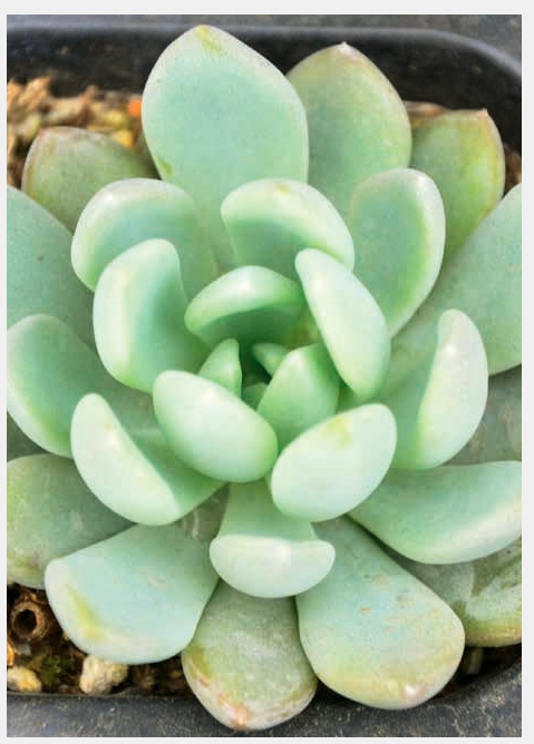 “植宠”——植物宠物，知多少？