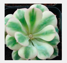 “植宠”——植物宠物，知多少？