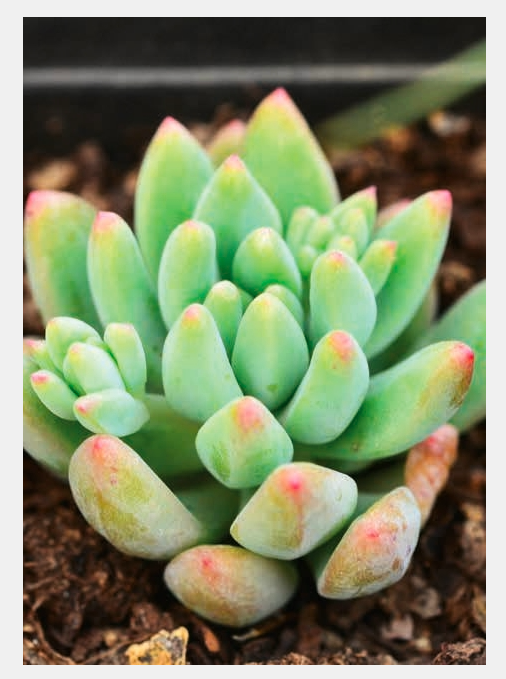 “植宠”——植物宠物，知多少？