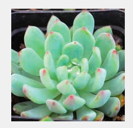 “植宠”——植物宠物，知多少？
