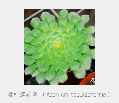“植宠”——植物宠物，知多少？